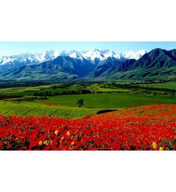 Экскурсия «Цвета Кыргызстана»